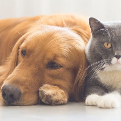  Produse pentru animale de companie MOBILAIUD S.R.L.