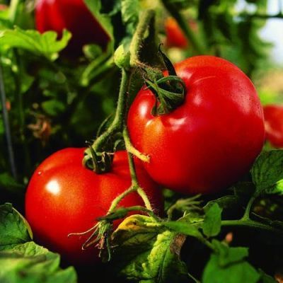 AGR Tomate buzau 47 83177808 AGR Tomate buzau 47 83177808