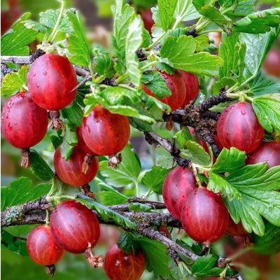 Agriș Roşu Rădăcină ambalată Agriș Roşu Rădăcină ambalată