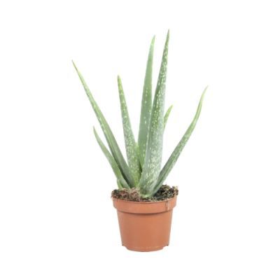 Aloe vera P12 H30 Aloe vera P12 H30