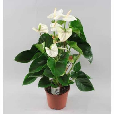 Anthurium alb P14 H60