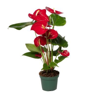 Anthurium rosu P12 H40
