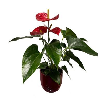 Anthurium rosu P14 H65