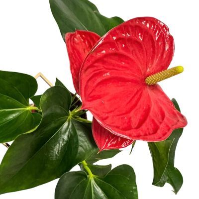 Anthurium rosu P14 H65 Anthurium rosu P14 H65
