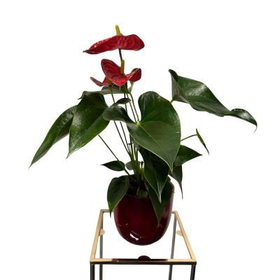 Anthurium rosu P14 H65 Anthurium rosu P14 H65