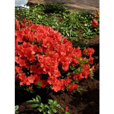 Arbust decorativ 30-40 Rhododendron jap Geisha Orange