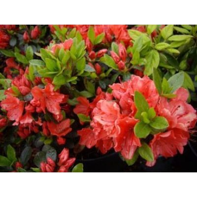 Arbust decorativ 30-40 Rhododendron jap Geisha Orange
