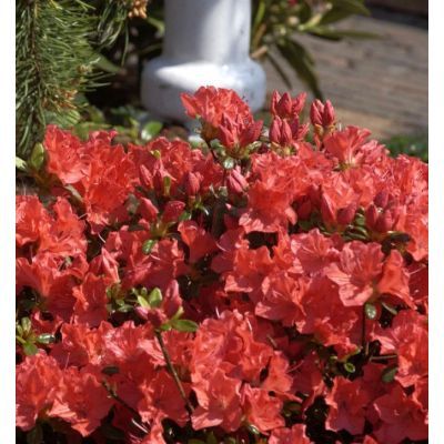 Arbust decorativ 30-40 Rhododendron jap Geisha Orange