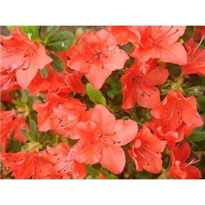 Arbust decorativ 30-40 Rhododendron jap Geisha Orange