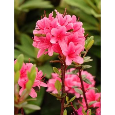 Arbust decorativ 30-40 Rhododendron jap silvester azalea Arbust decorativ 30-40 Rhododendron jap silvester azalea