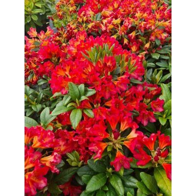 Arbust decorativ 40-60 Rhododendron Scyphocalyx Arbust decorativ 40-60 Rhododendron Scyphocalyx