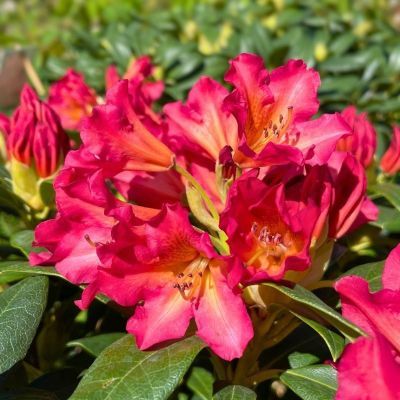 Arbust decorativ 40-60 Rhododendron Scyphocalyx Arbust decorativ 40-60 Rhododendron Scyphocalyx