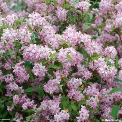 Arbust ornamental 40-60 Deutzia hybrida Mont Rose