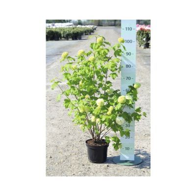 Arbust ornamental 40-60 Viburnum opulus Roseum