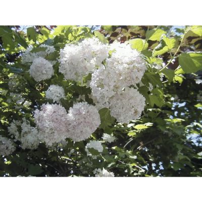 Arbust ornamental 40-60 Viburnum opulus Roseum Arbust ornamental 40-60 Viburnum opulus Roseum