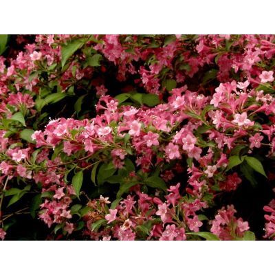 Arbust ornamental 40-60 Weigela Styriaca Arbust ornamental 40-60 Weigela Styriaca