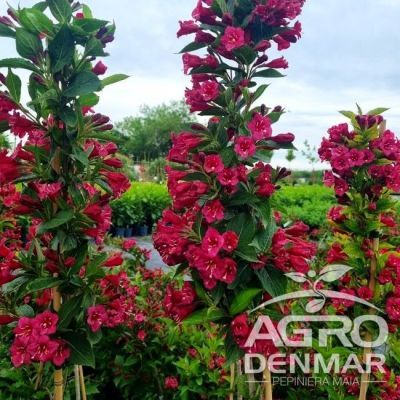 Arbust ornamental 60-80 Weigela Bristol Ruby Arbust ornamental 60-80 Weigela Bristol Ruby