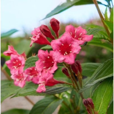 Arbust ornamental 60-80 Weigela Bristol Ruby Arbust ornamental 60-80 Weigela Bristol Ruby