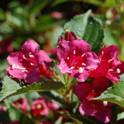 Arbust ornamental 60-80 Weigela Bristol Ruby Arbust ornamental 60-80 Weigela Bristol Ruby