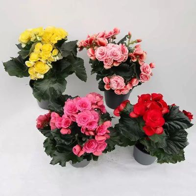 Begonia mix P13 H30