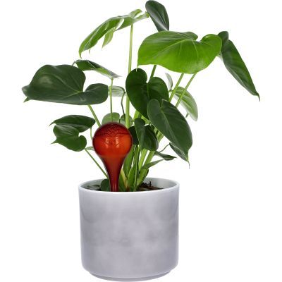 Bile de irigare pentru plante, chihlimbar transparent, 400 ml, 2 Buc.720932