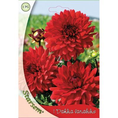 Bulbi Dahlia Red Ellen Houston - 1 bulb