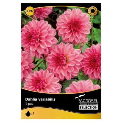 Bulbi flori primavara Dalia Rembrandt Selectie Agrosel