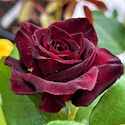 Trandafir Baccara, radacina ambalata