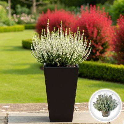Calluna alba P11 H20