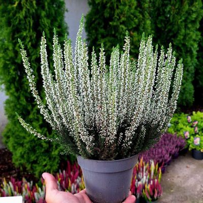 Calluna alba P11 H20