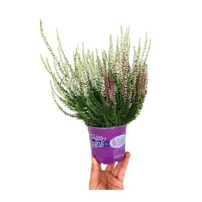 Calluna bicolor P12 H24