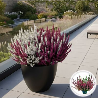 Calluna bicolor P12 H24