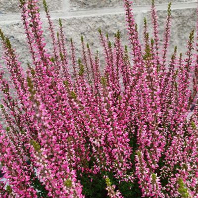 Calluna bicolor P12 H24