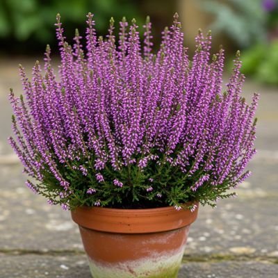 Calluna mov P9 H15
