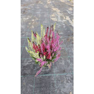 Calluna tricolor P12 H25