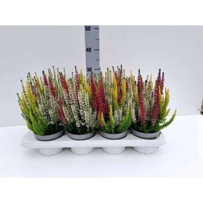Calluna tricolor P12 H25