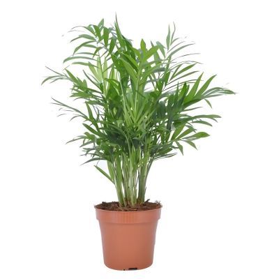 Chamaedorea elegans P12 H40