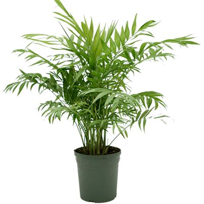 Chamaedorea elegans P17 H60