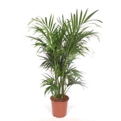 Chamaedorea P24 H160