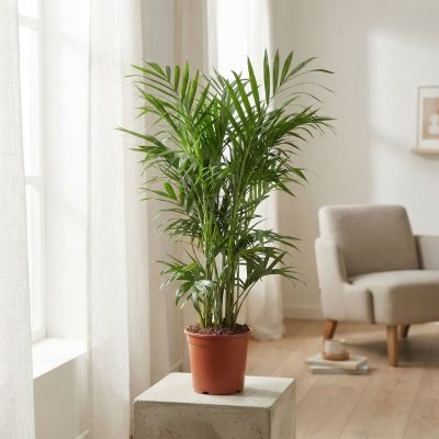 Chamaedorea P24 H160