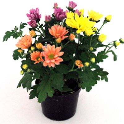 Chrysantemum mixed P12 H22 Chrysantemum mixed P12 H22
