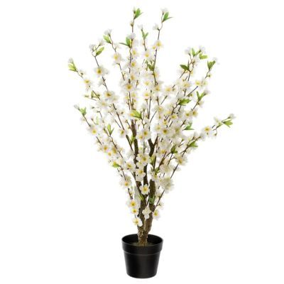 Cires cu ghiveci inaltime 100 cm 168616 Cires cu ghiveci inaltime 100 cm 168616