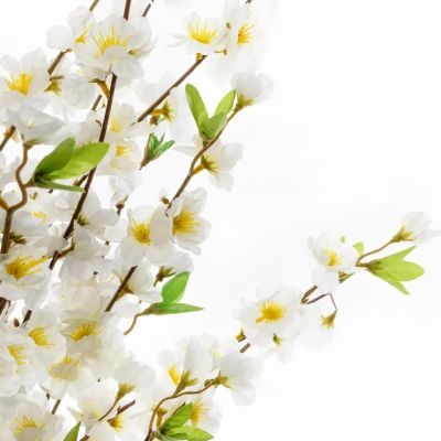 Cires cu ghiveci inaltime 100 cm 168616 Cires cu ghiveci inaltime 100 cm 168616