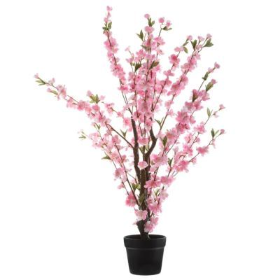 Cires cu ghiveci inaltime 100 cm 168616 Cires cu ghiveci inaltime 100 cm 168616