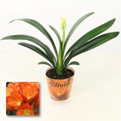 Clivia miniata P12 H50