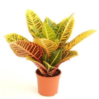Codiaeum excellent P13 H45