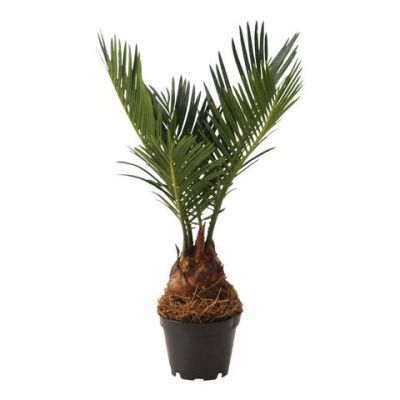 Cycas revolta P15 H60