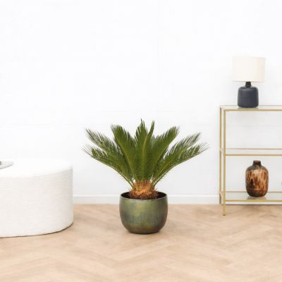 Cycas revolta P15 H60