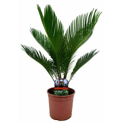 Cycas revoluta P19 H70
