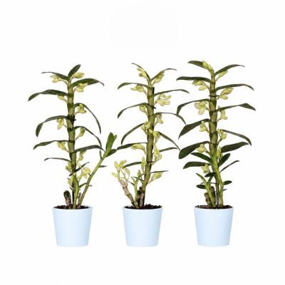 Dendrobium 2 tak P12 H50